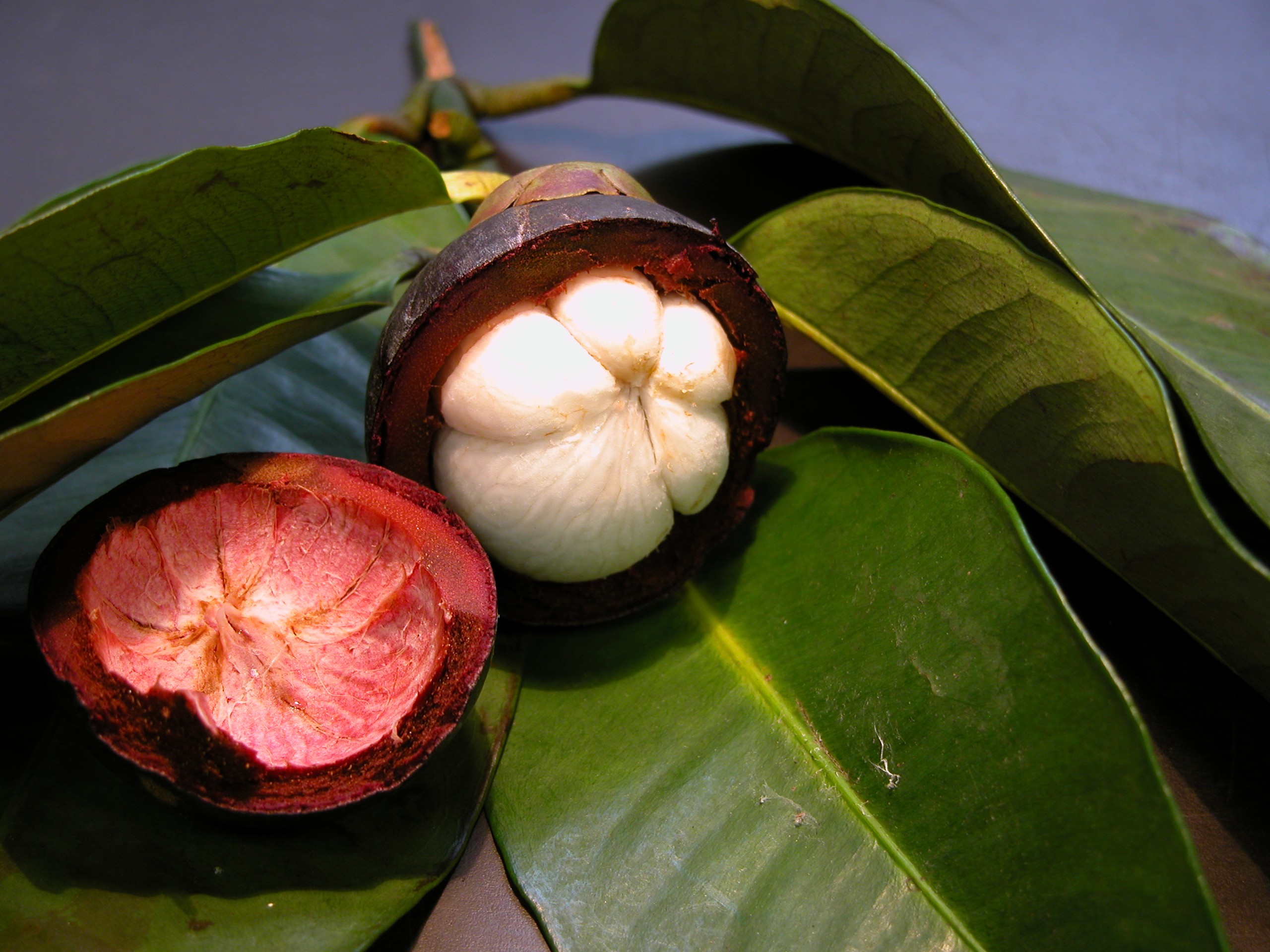 Garcinia mangostana